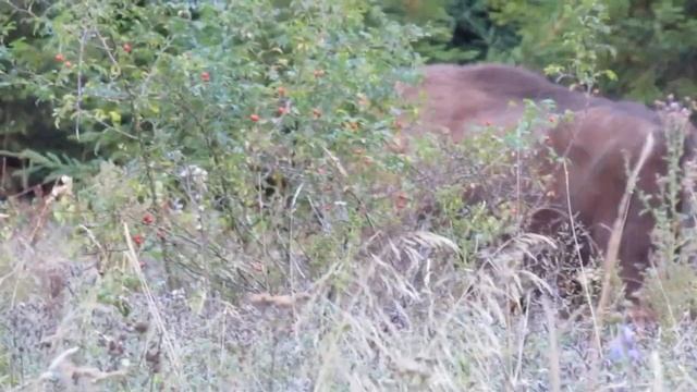Стадо зубрів. смотреть онлайн