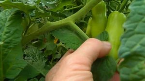 Томат Санькина любовь.