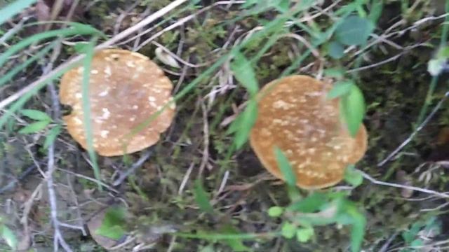 IN GOD with Mushrooms that look like Pancakes “In Natures Great Out Doors" смотреть онлайн