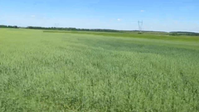 нива в поле смотреть онлайн