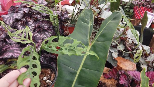 PHILODENDRON SPIRITUS SANCTI WORTH 1.9 MILLION MINE MO NA YAN! ARID AND AROIDS FESTIVAL IN BAGUIO смотреть онлайн