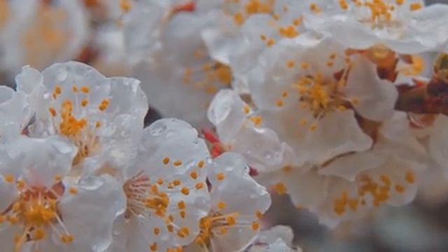 Музыка лечит сердце и сосуды? Успокаивающая музыка восстанавливает нервную систему,расслабляющая