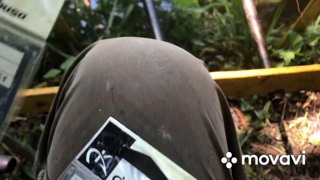 Трофейный лещ на пшеницу!!! смотреть онлайн