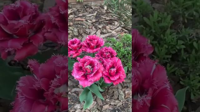 Цветение Тюльпанов Mascotte #flower#тюльпаны#цветениетюльпанов# смотреть онлайн