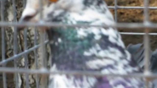 Памятник "Любовь и голуби" смотреть онлайн