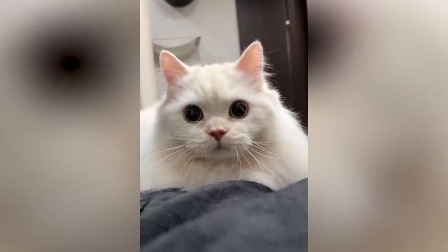 Смешные котики #69.mp4 смотреть онлайн