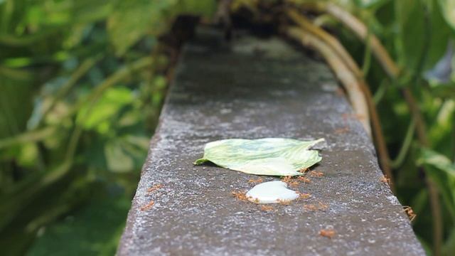 За сколько муравьи выпьют сгущенку? смотреть онлайн