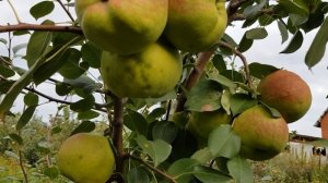 Груша Розовый бочонок