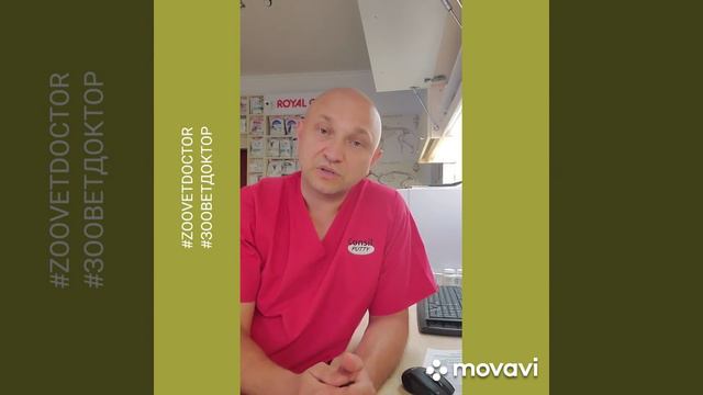 Дирофиляриоз тяжёлое заболевание собак кошек людей как лечить и профилактировать болезнь, ветерина смотреть онлайн