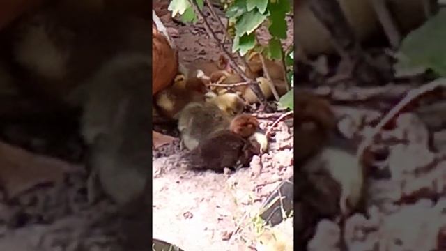 Индоутка на выгуле с утятами_гусятами и утаком. 2022 06 26 3 смотреть онлайн