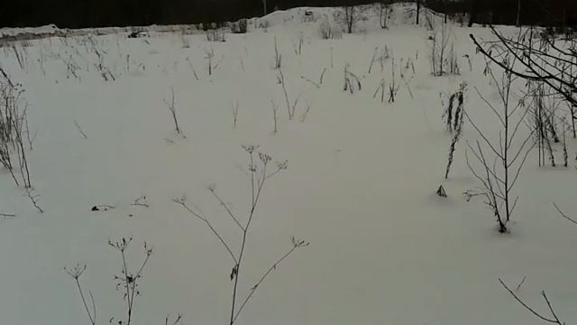 Польза ольховых шишек. смотреть онлайн