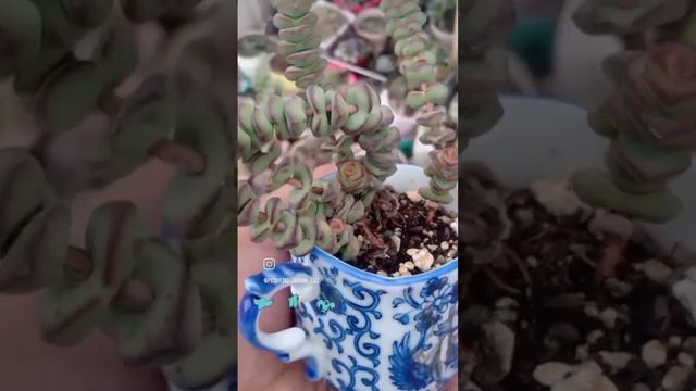 Me encanta esta crassula marnieriana cuando la compre era muy pequeña смотреть онлайн
