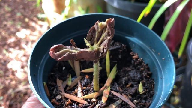 Growing CACAO = THEOBROMA CACAO (seed-small tree) "chocolate tree" смотреть онлайн