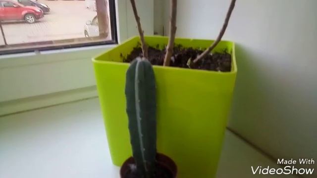 лайфхак №1 лиза агапова и нескучные цветы смотреть онлайн