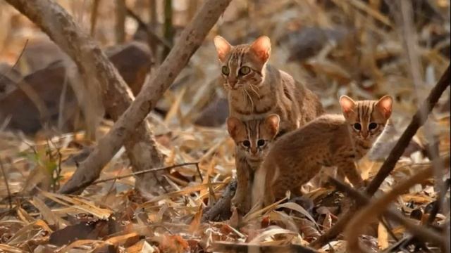Мир диких кошек, которых вы вряд ли погладите! 2часть смотреть онлайн