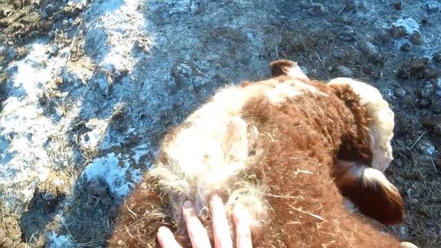 Кобыла Звёздочка. Лечим Пуфика. Пони веселятся // Жизнь в деревне смотреть онлайн