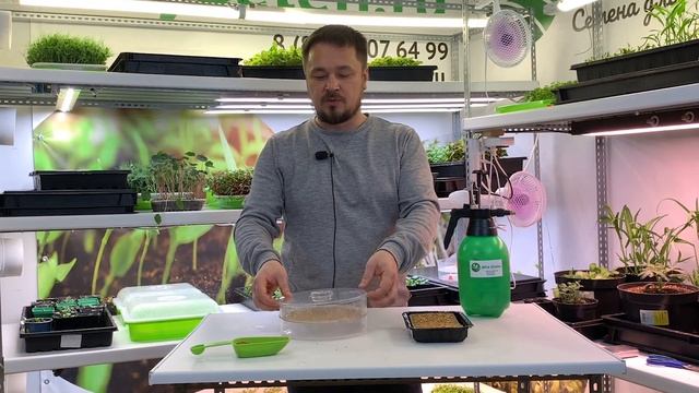 Клевер красный - богатая витаминами микрозелень в домашних условиях! смотреть онлайн
