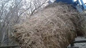 Кормим суданкой молодняк КРС.  Повседневные хлопоты.