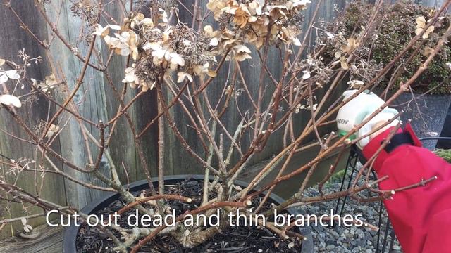 Hydrangea Paniculata “Little Quick Fire" Spring Pruning смотреть онлайн