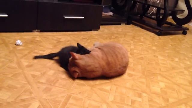 Из маленького котенка, которого мы подобрали, вырос настоящий разбойник смотреть онлайн