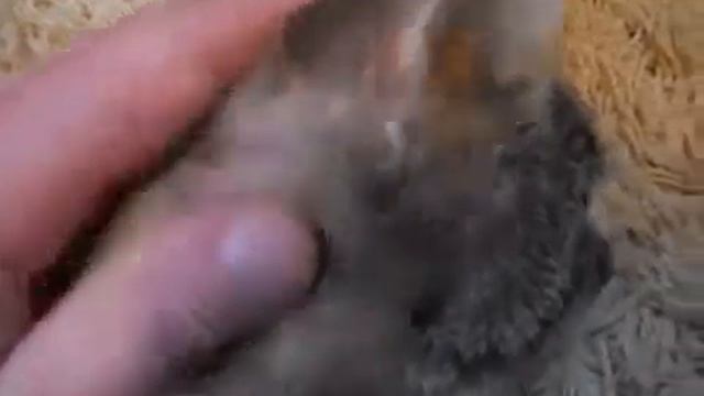 Учебник по Мастерству