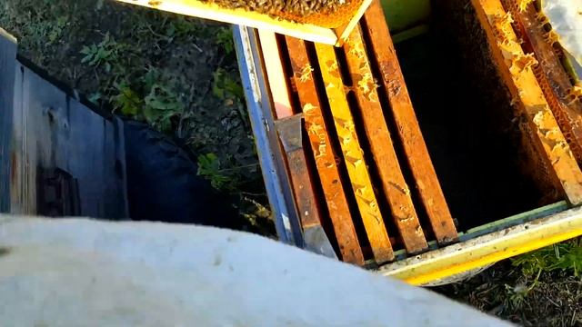 СКОЛЬКО ОСТАВЛЯТЬ РАМОК ПРИ ИЗОЛЯЦИИ МАТОК ! Пчеловодство для начинающих! смотреть онлайн