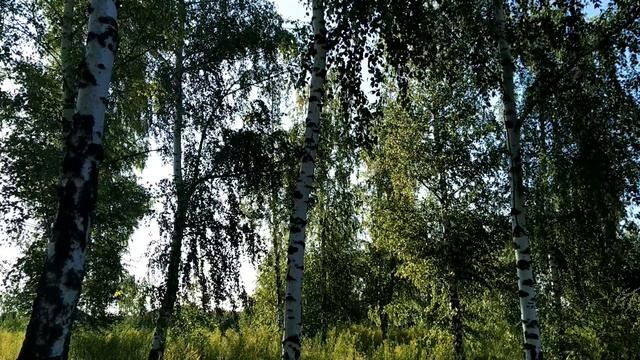 28 июля. День Владимира. Самый опасный день лета. Народные приметы, традиции