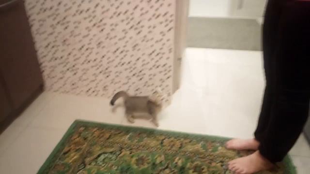 Кот просит есть 😂😂😂 смотреть онлайн