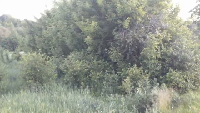 Звуки в деревне. смотреть онлайн