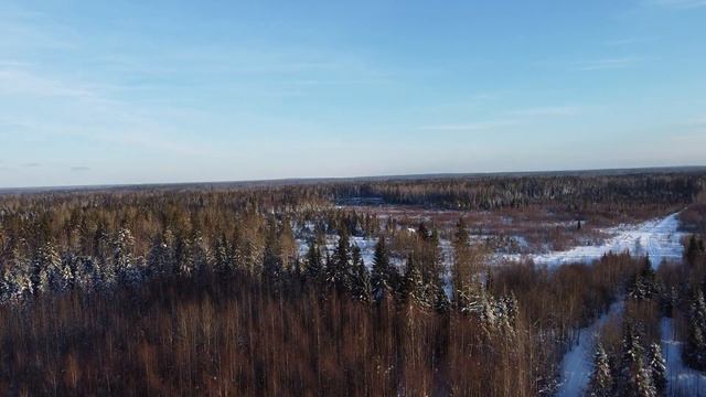 зимний лес, вид с квадрокоптера смотреть онлайн