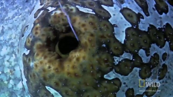 Странный способ защиты у морских огурцов