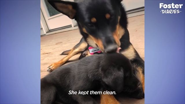 Pregnant Dog Raises An Incredible Amount of Puppies | The Dodo Foster Diaries смотреть онлайн
