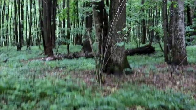 Банищанский лес (Banishchysky forest) 21 05 2018 смотреть онлайн