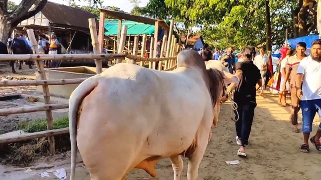 Bhai Koto Nilo? Paragram (Hozrotpur) Gorur Haat 2022 - Part 28 | Qurbani Cow Price in Bangladesh смотреть онлайн