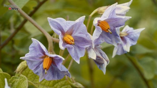 Урожай картофеля будет больше, если сделаете так в августе! Всё об уходе за картофелем в конце ле смотреть онлайн