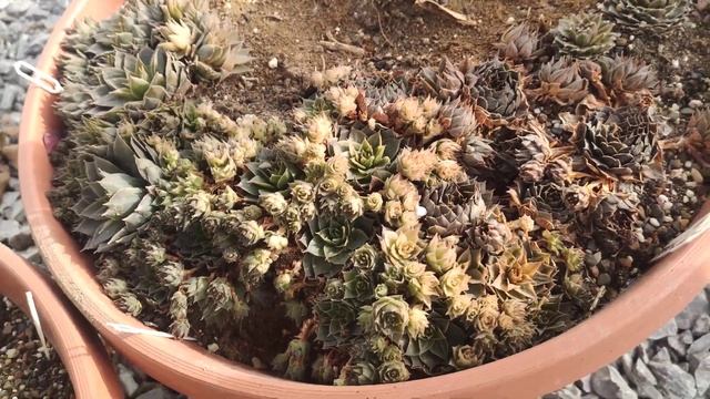 Как перезимовали молодило в кашпо. Выпады в бесснежную зиму #март2023 #молодило #sempervivum