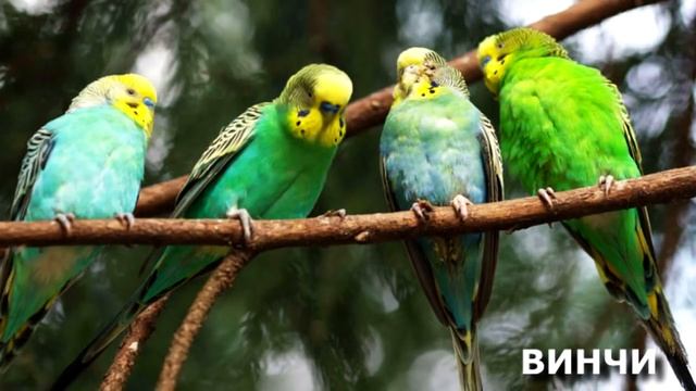 ПЕНИЕ ПОПУГАЕВ - Веселое пение и чириканье ВОЛНИСТЫХ ПОПУГАЙЧИКОВ | FUNNY SINGING of WAVY PARROTS смотреть онлайн