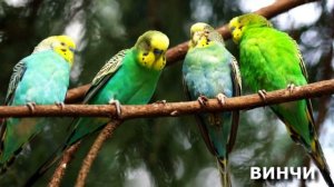 ПЕНИЕ ПОПУГАЕВ - Веселое пение и чириканье ВОЛНИСТЫХ ПОПУГАЙЧИКОВ | FUNNY SINGING of WAVY PARROTS