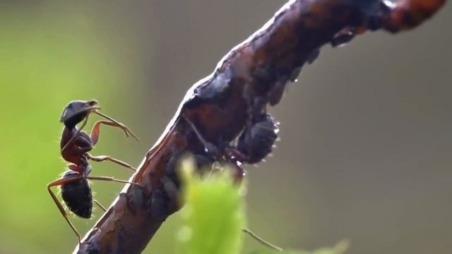 Поёт автор - Тамара Жиганкова * ГИМН ВЕСНЕ * Тольятти - 2023 смотреть онлайн