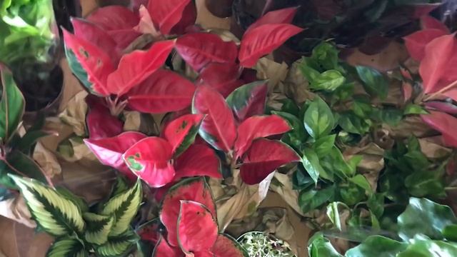 Редкие Цветочки покупаем Вместе! Диффенбахия Реффлектор,Аглаонема Фламинго! смотреть онлайн