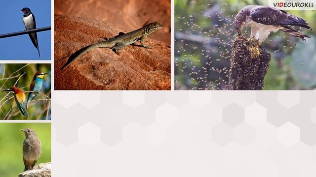 Видеоурок «Всемирный день пчёл» смотреть онлайн