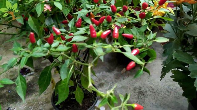 Lindo! Apenas 1 copo faz estourar de tantas flores (O ano todo) смотреть онлайн
