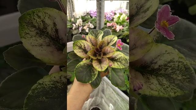 фиалка НК-Гуцулка Ксеня смотреть онлайн