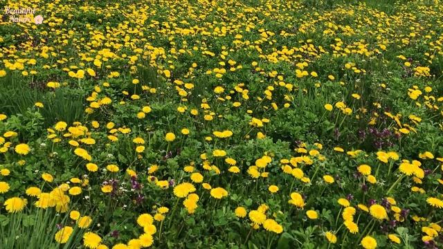 ✿ Очень Красивая Завораживающая Музыка • Весенние Пейзажи и Пение Птиц • Relaxing Video • смотреть онлайн
