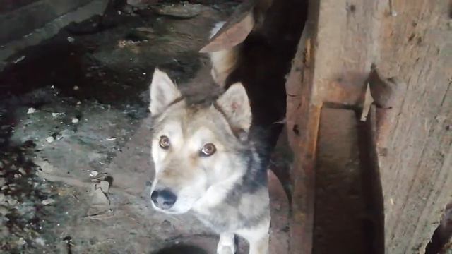 домашний волк смотреть онлайн