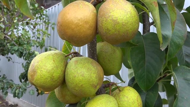 Груша ДАИТСУИ ЛИ / Азиатские груши "Наши" смотреть онлайн