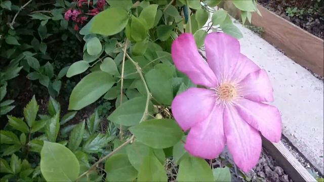 Сеянцы клематиса смотреть онлайн