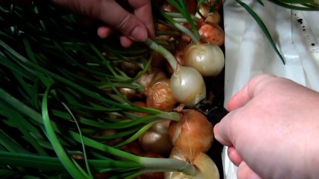 КАК ОЧЕНЬ БЫСТРО СРЕЗАТЬ ЗЕЛЕНЫЙ ЛУК!#бизнес_с_нуля#зеленый_лук смотреть онлайн