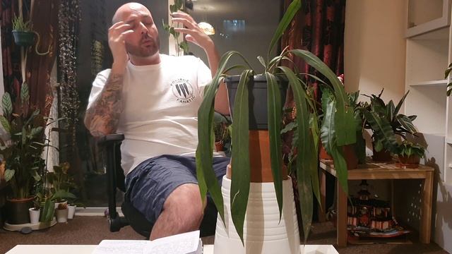 Anthurium Vittarifolium