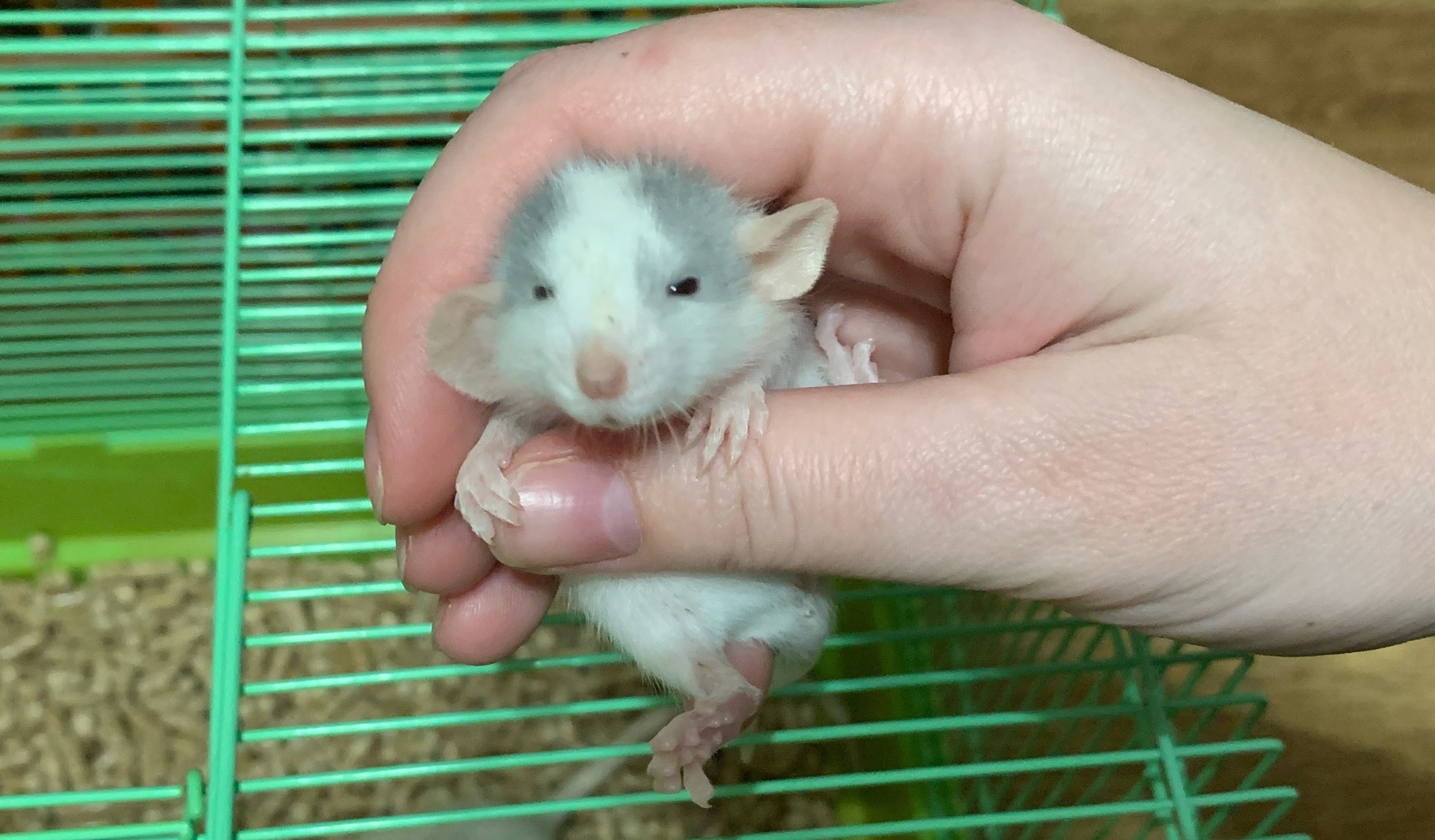 УБОРКА У КРЫСЯТ смотреть онлайн